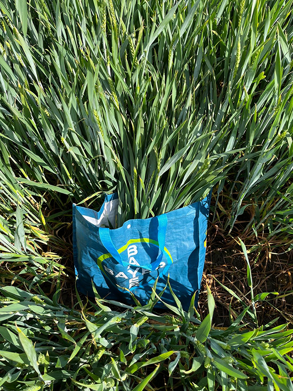 Pose med hvedeplanter der står i en hvedemark